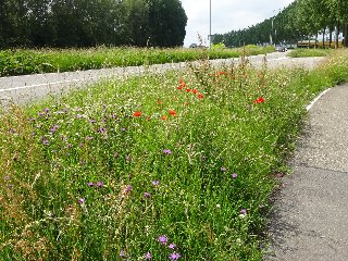 Nulmeting biodiversiteit gemeente Gouda